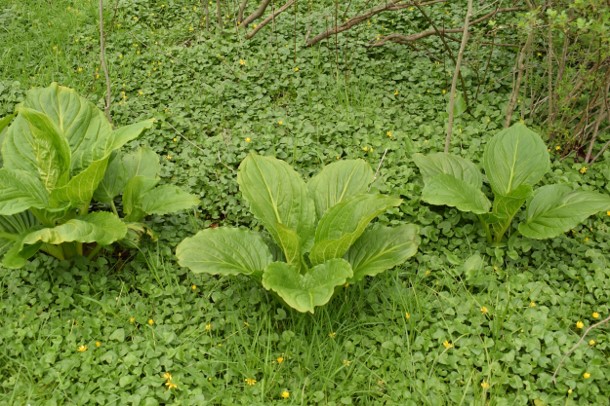 skunk cabbage surrounded by lesser celanine