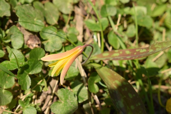 trout lilly