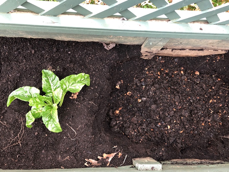 garden bed with plant and compost