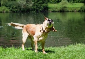 dog shaking wet fur