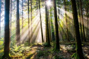 trees with sunlight streaming through