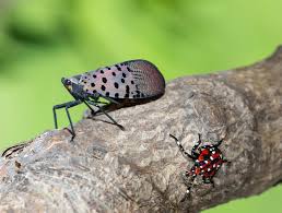 spotted lanternfly adult and nymph