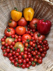 tomatoes and peppers in a basket