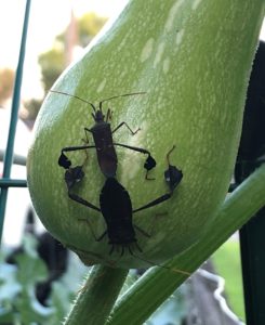leaf footed bugs mating