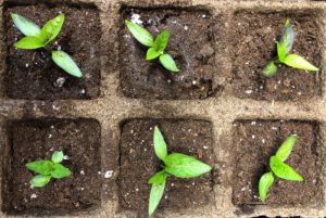 pepper seedlings