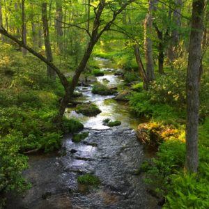 stream running through the forest