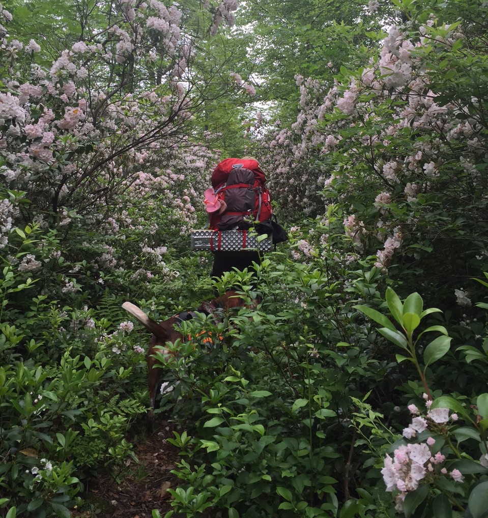 backpacking through stands of mountain laurel
